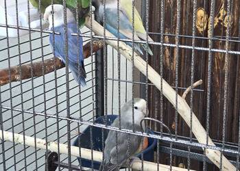 Nierozłączki z klatką