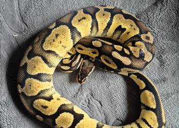 Python regius