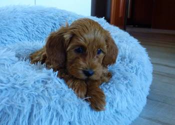 Suczka rasy Maltipoo