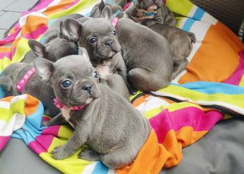 Piesek suczka Buldog francuski niebieski BLUE Szczeniaki Piesek suczka Buldog francuski niebieski BLUE Szczeniaki