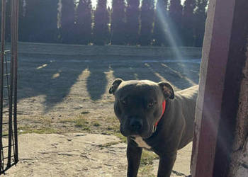 Piękny.mocnej.budowy Amstaff zaprasza suczki