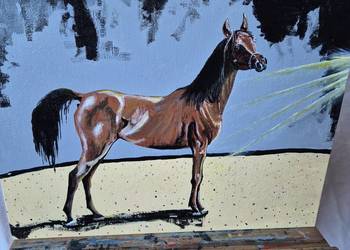 Obraz koń arabski arab stadnina białka Janów Podlaski od artysty