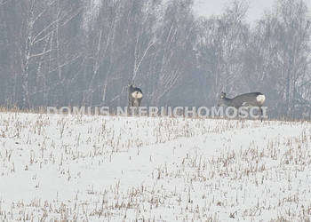 Oferta sprzedaży gruntu 4999m2 Rozworzyn