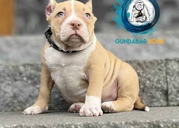 American Bully piesek ABKC
