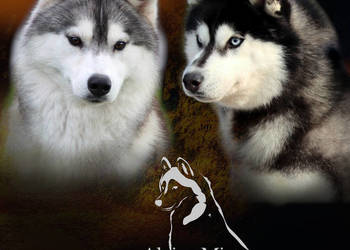 Szczeniak Siberian Husky ZKwP/FCI