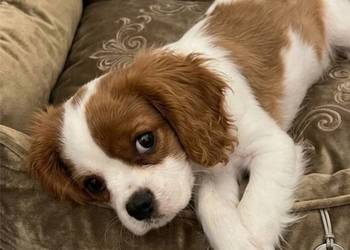 Cavalier king chals spaniel