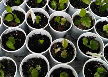 kora sosnowa torf nawóz kompost ziemia Wołomin okolice