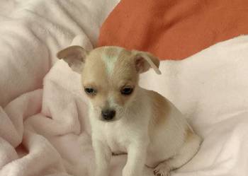 Chihuahua dziewczynka