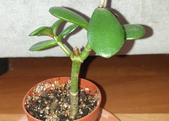 Grubosz, crassula,  roślina rosnąca, nr 1