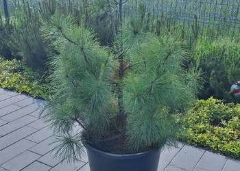 Sosna himalajska 140 - 160 cm, w doniczce pełen system korzeniowy