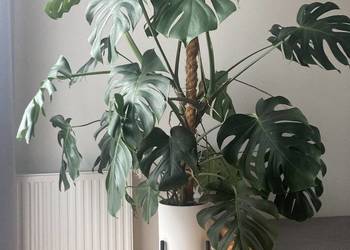 Monstera