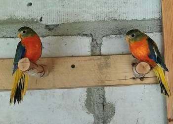 Łąkówki turkusowe Łąkówki turkusowe