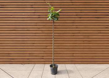 Lipa amerykańska 'Nova', wys. 160 cm