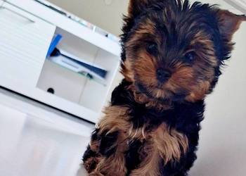 Śliczny piesek yorkshire terrier