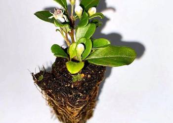 Irga Płożąca Dammera Major ''Cotoneaster Dammeri Major '' - sadzonka w mult