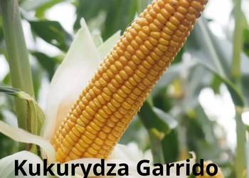 Kukurydza Garrido + Opti Plus Kukurydza Garrido + Opti Plus