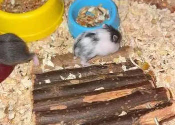 Sprzedam chomiki dżungarskie czarno białe