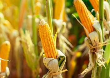 Kukurydza Kokuna - średniowczesna