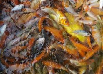 Ryby narybek Jesiotr Amur Lin Karaś koi Tołpyga Okoń Szczupak Karp koi