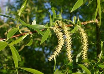 P11 WIERZBA KRUCHA SALIX FRAGILLIS MIODODAJNA