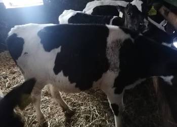 Cieleta jalowki 5 sztuk