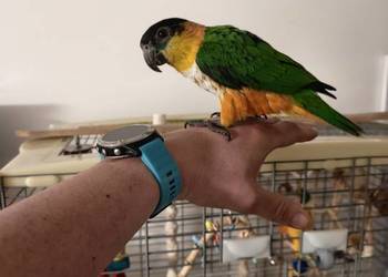 Barwinki czarnogłowe ręcznie karmione