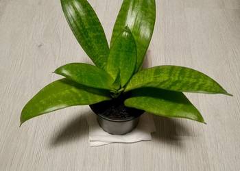 Sansewiera Hahnii, kwiat doniczkowy.