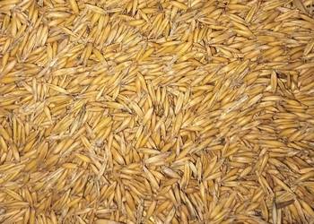 Owies Siewny paszowy