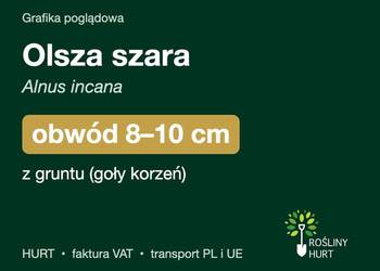 Olsza szara (Alnus incana) obwód 8-10 cm, z gruntu – HURT