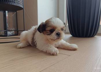 Szczeniaki shih tzu