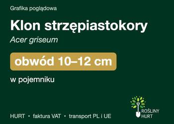 Klon strzępiastokory (Acer griseum) obwód 10-12 cm, w pojemniku – HURT