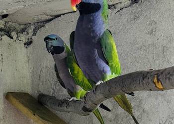 Aleksandretta chińska Para