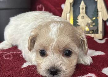 Maltipoo Sunia F1