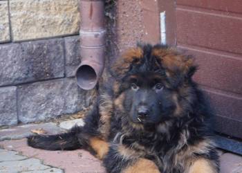 owczarek niemiecki szczeniak długowłosy z rodowodem .