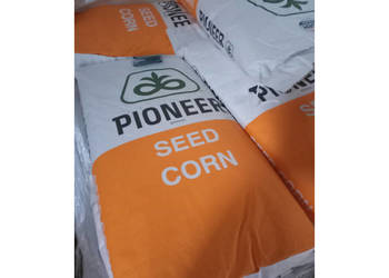 Nasiona kukurydzy Pioneer P82703 FAO Z240K 250 Nasiona kukurydzy Pioneer P82703 FAO Z240K 250