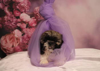 Szczeniak shihtzu