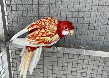 Rozelle królewskie 2025r.