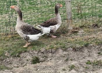 Sprzedam gęsi landes