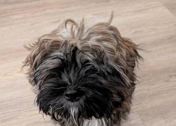 Shih tzu 15 tygodni