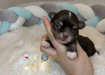 Chihuahua mini piesek czekoladowy długowłosy badania DNA piękny