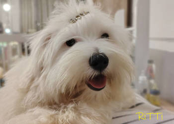 SAMIEC biały piesek Coton De Tulear szczenię ZHPR UCI Kraków