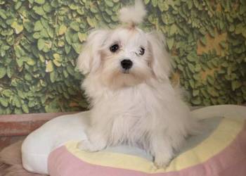 Suczka Maltańczyk z rodowodem FCI