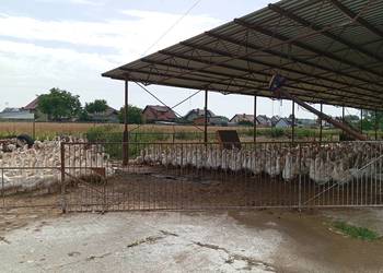 Do wynajęcia obiekt hodowlany 1000m2, silosy, paszociąg, wiata 500m2