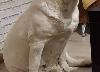 Labrador retriever zapowiedz miotu 2026r