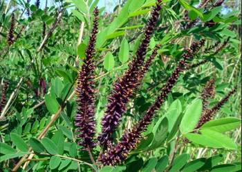 P11 AMORFA INDYGOWIEC MIODODAJNA AMORPHA FRUTICOSA 130-150 CM P11 AMORFA INDYGOWIEC MIODODAJNA AMORPHA FRUTICOSA 130-150 CM