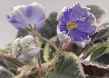 Fiołek afrykański kwitnąca sadzonka