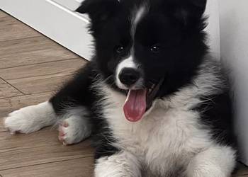 Piesek Border Collie FCI / ZKwP