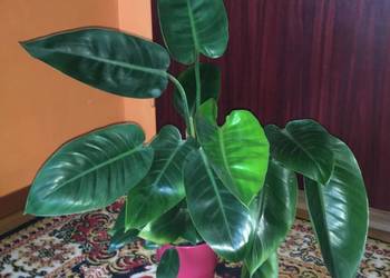 Piękny Philodendron Filodendron Congo Apple duży krk