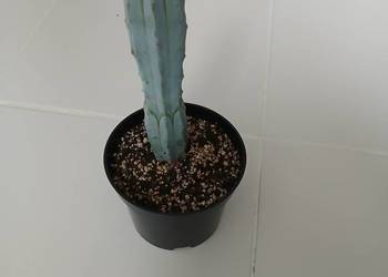 Myrtillocactus geometrizans niebieski kaktus większy