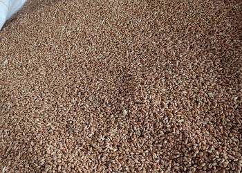 Pszenica ozima Ponticus Pszenica ozima Ponticus